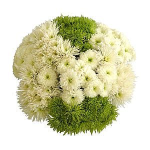 Chrysanthemum - Disbuds Collections