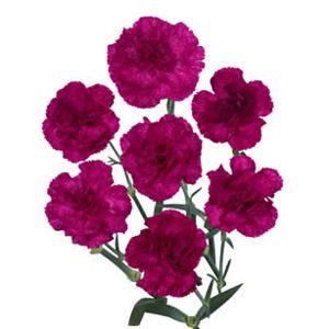 Mini Carnation - Spray Carnation