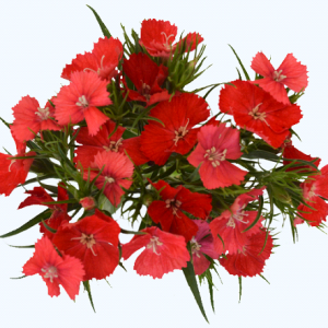 Dianthus - Raffine