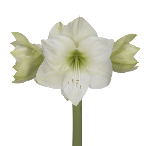 Amaryllis