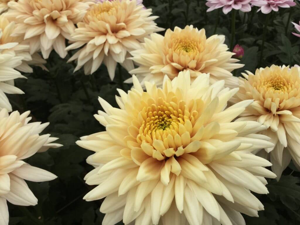 Romancero Salmon Gardens America