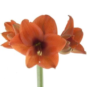 Naranja - Orange