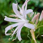 Nerine