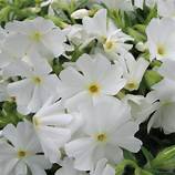 Phlox