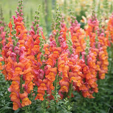 Snapdragon