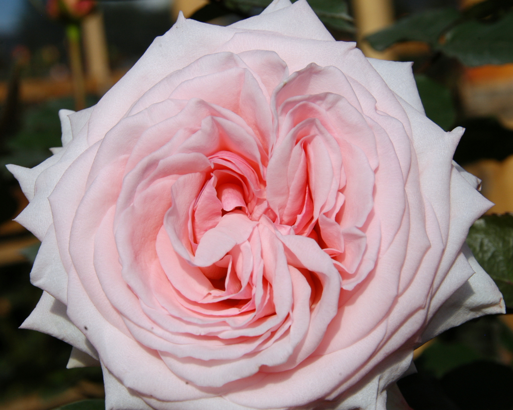 Deluxe Garden Rose