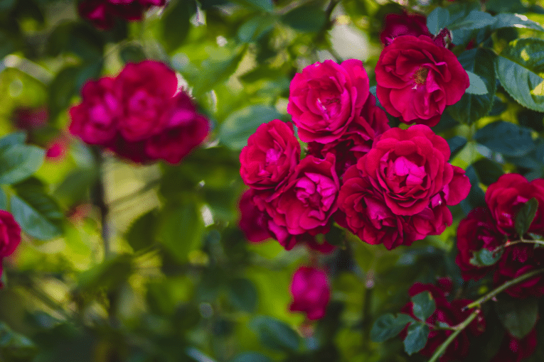 Garden Roses vs. Peonies