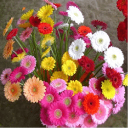 Assorted-Mini Gerbera