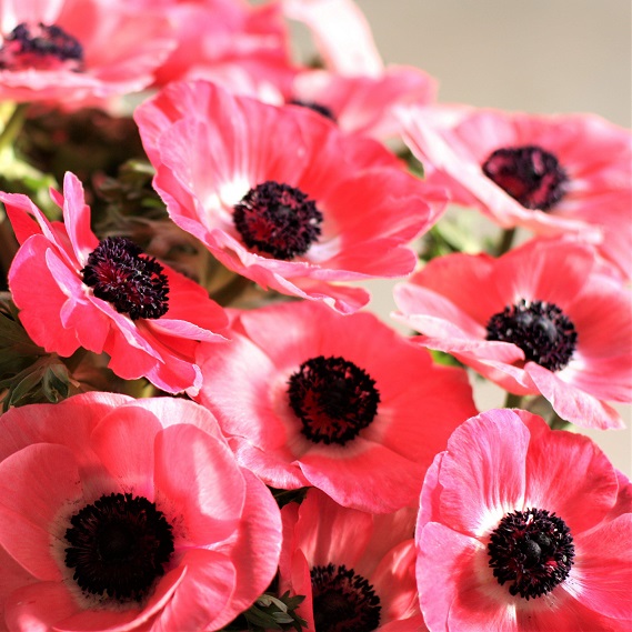 Mistral Shocking Super - Pink