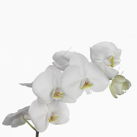 Kyoto-White