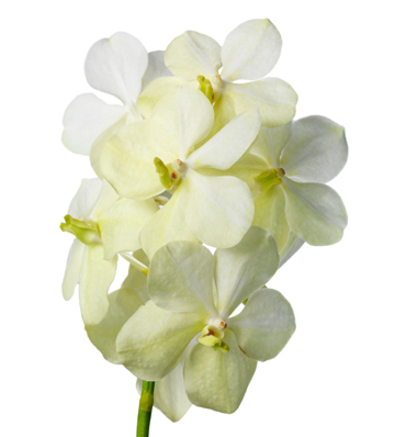 Vanda-Tayanee-White
