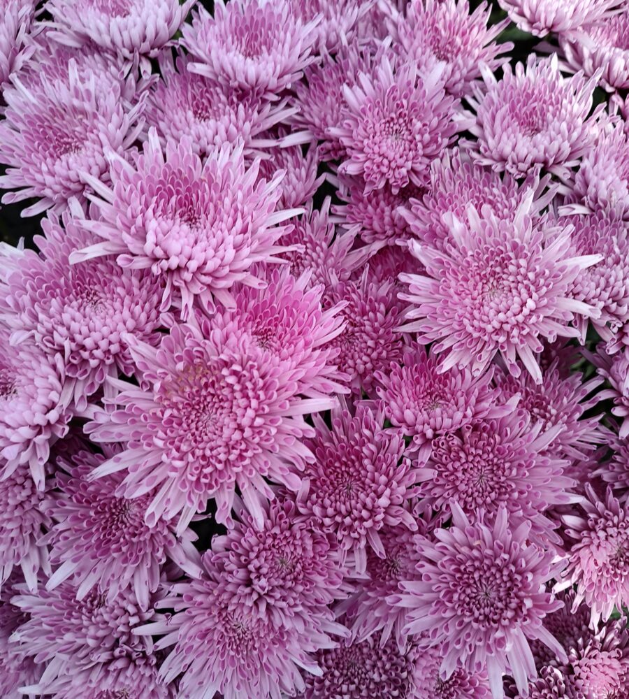 Chrysanthemum