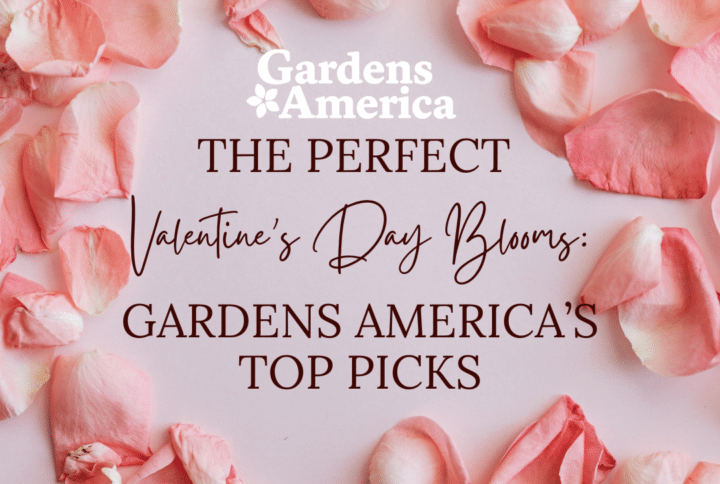 The Perfect Valentine’s Day Flowers: Gardens America’s Top Picks