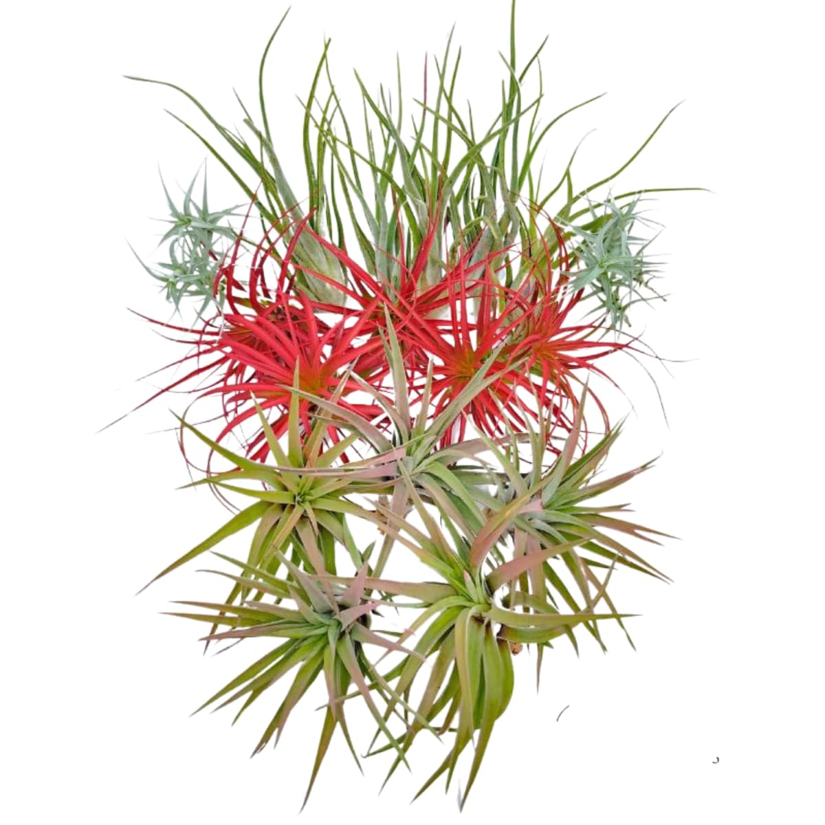 Tillandsia