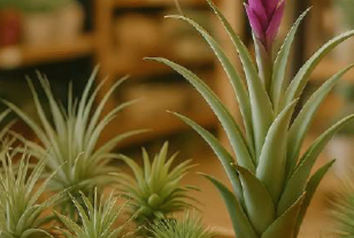 Air Plants and Succulents: Easy Care, Elevated Style