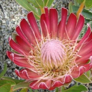 Protea Leucospermum