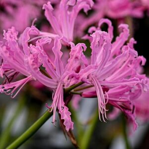 Bulbs