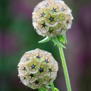 Scabiosa