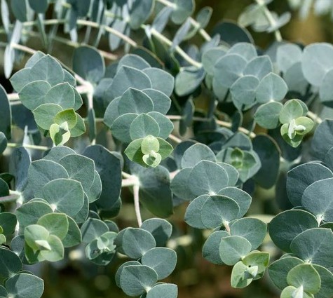 Eucalyptus