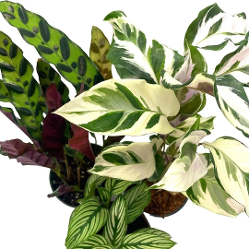 Calathea