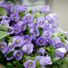 Campanula
