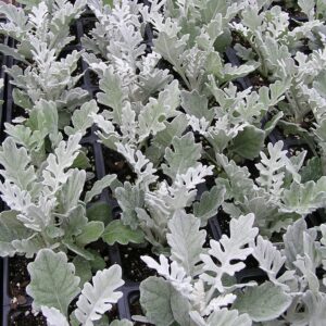 Dusty Miller