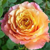 Deluxe Garden Rose