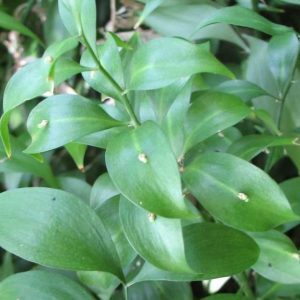 Ruscus