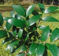 Podocarpus