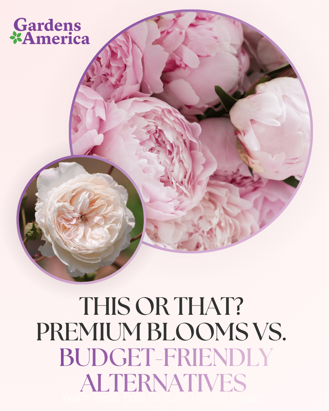 This or That? Premium Blooms vs. Budget-Friendly Alternatives