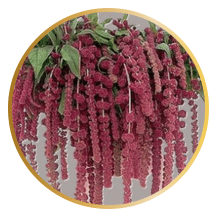 Amaranthus