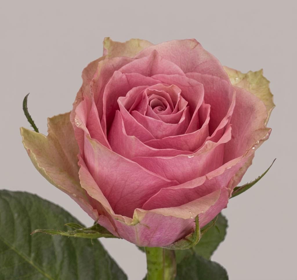 Roses