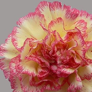 Carnation