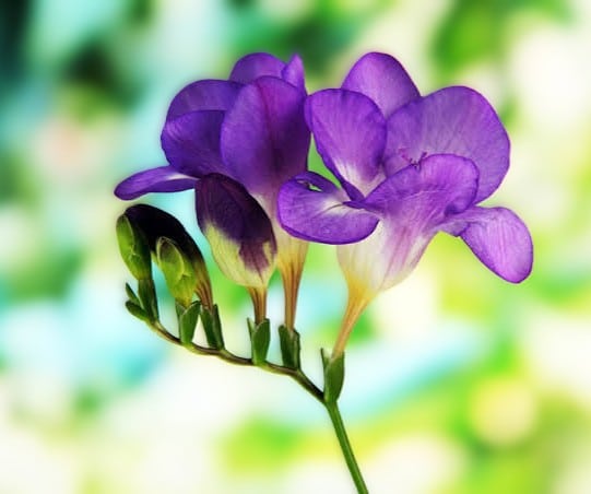 Freesia