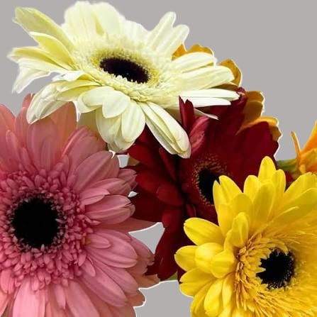 Gerbera