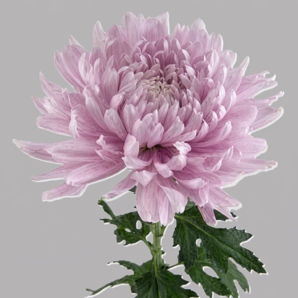 Chrysanthemum - Disbud