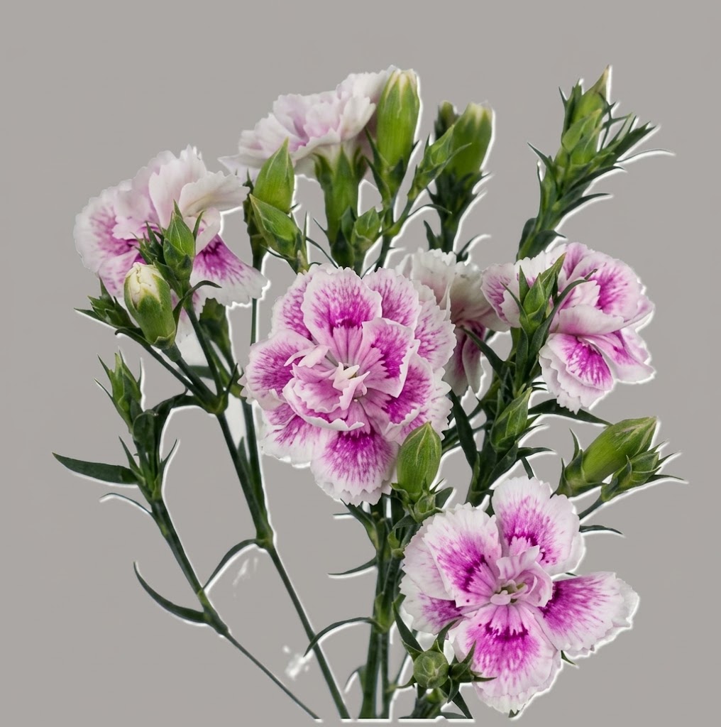 Dianthus - Raffine