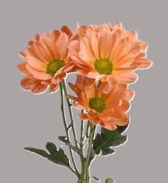 Chrysanthemum - Spray