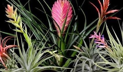 Tillandsia