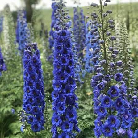 Delphinium